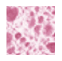 magnifoam