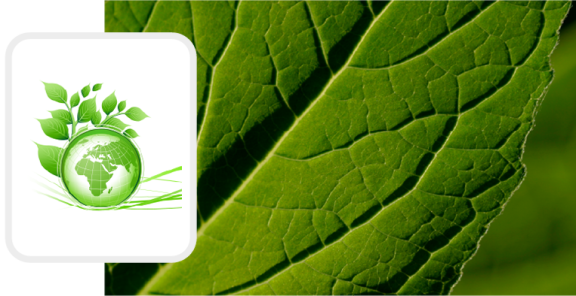 green leaf